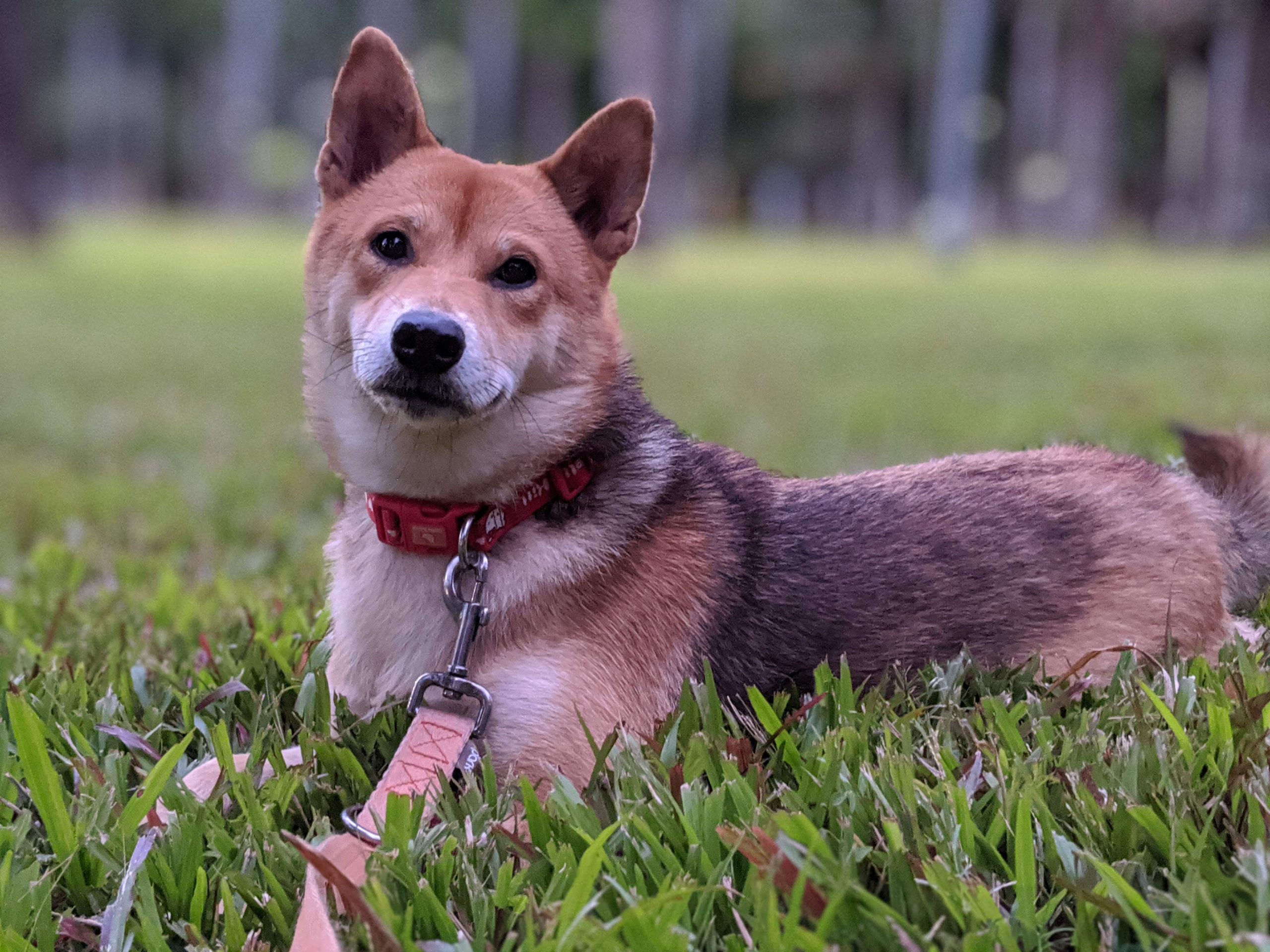 柴犬Shiba Inu - 犬種介紹- 這隻狗寵物行為訓練所