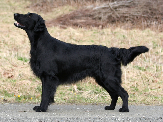 "黃金獵犬"是由平毛尋回犬育種而來。