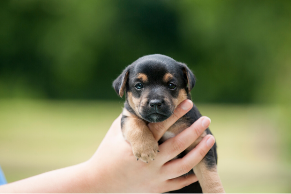 社會化 - 在幼犬時期就讓狗喜歡身體的接觸非常重要