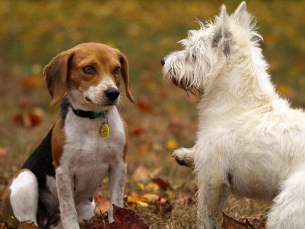 社會化 - 幼犬可藉由能提供良好訊號的狗，從中學習正確的互動方式