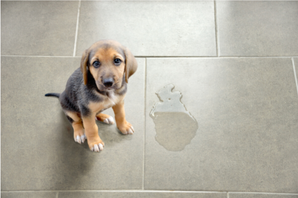 定點大小便訓練 - 是你訓練幼犬的第一堂課，每天回家都要面對的問題。